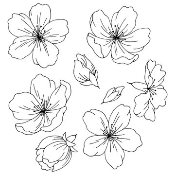 Sakura graphic flower black white isolated sketch set illustration vector