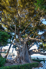 Alameda de Apodaca, a public park in Cadiz, Andalucia, Spain.