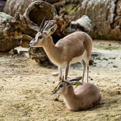 Dorcas gazelle, Gazella, dorcas in Jerez de la Frontera, Andalusia, Spain