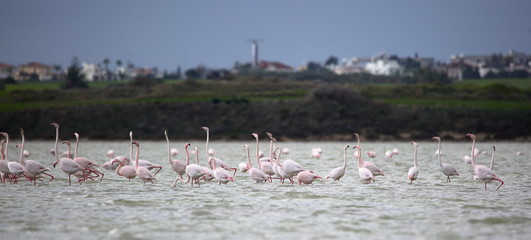 Fototapeta premium flamingos in the lake, Salt Lake in Larnaca, Cyprus