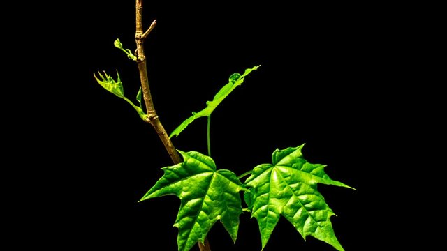 Time-Lapse Of Growing Maple Tree Branch.