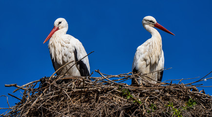White Stork, Ciconia ciconia in Jerez de la Frontera, Andalusia, Spain