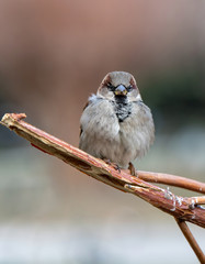 House Sparrow Passer domesticus in natural background