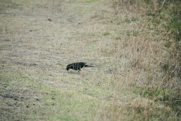 bird, sitting in grass, auckland morning, sunrise