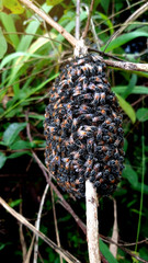 Bees make a nest on a branch.