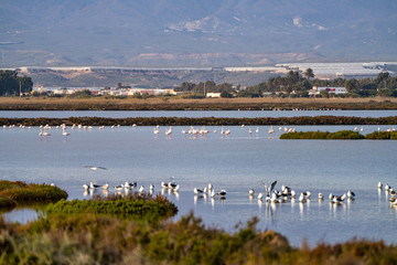 Las Salinas in Cabo de Gata Almeria. Flamingos lake in Spain