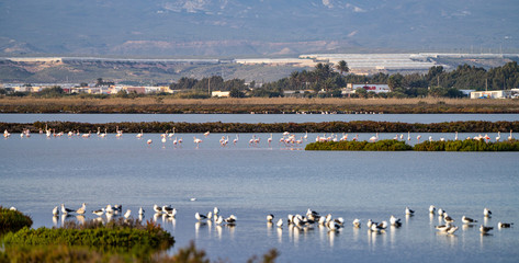Las Salinas in Cabo de Gata Almeria. Flamingos lake in Spain