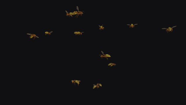 Wild Hornet Wasp Swarm V CU FHD.  Yellow, orange and black body color. Aggressive flying loop. Close view. Realistic 3D animation isolated on transparent background.