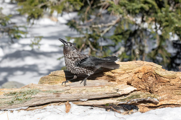 Close-up portrait of beautiful Spotted Nutcracker (Nucifraga caryocatactes)