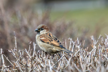 House Sparrow Passer domesticus in natural background