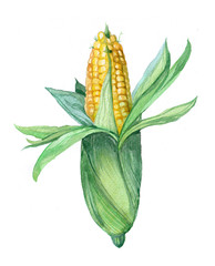 Watercolor Corn on white background 