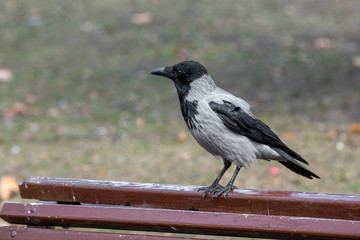 Hooded crow (Corvus cornix) Wildlife in natural habitat