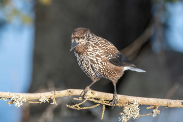 Close-up portrait of beautiful Spotted Nutcracker (Nucifraga caryocatactes)