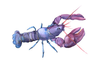 Watercolor Lobster on white background 