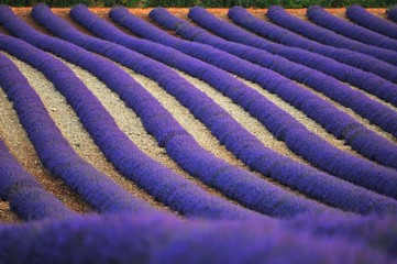 Plakat High Angle View Of Lavender Farm