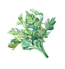 Watercolor Parsley on white background 