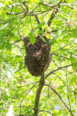 Essaim d'abeilles dans un arbre - 318514001