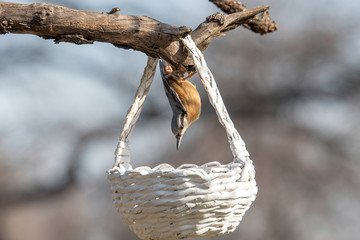 Close up picture of Eurasian nuthatch (Sitta europaea)