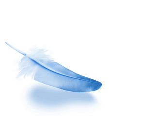 Beautiful color feather isolated on white background