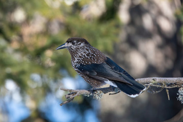 Close-up portrait of beautiful Spotted Nutcracker (Nucifraga caryocatactes)