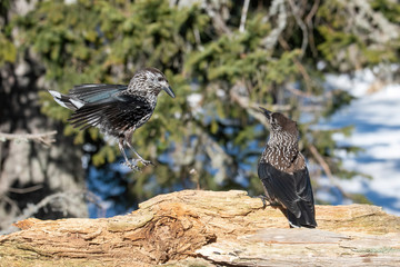 Close-up portrait of beautiful Spotted Nutcracker (Nucifraga caryocatactes)