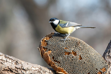 Close up of Great tit (Parus major) in nature