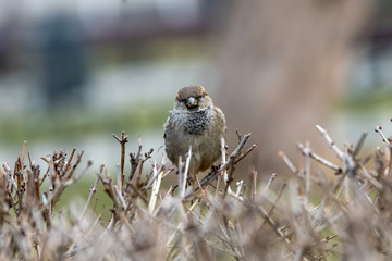 House Sparrow Passer domesticus in natural background