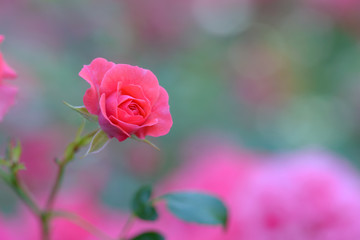 Rose flower in bloom surrounded by rose buds - shallow depth of field