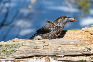 Close-up portrait of beautiful Spotted Nutcracker (Nucifraga caryocatactes)
