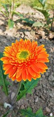Orange Flower