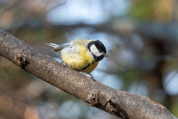 Obraz premium Close up of Great tit (Parus major) in nature