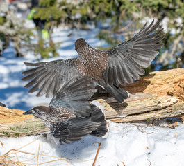 Close-up portrait of beautiful Spotted Nutcracker (Nucifraga caryocatactes)