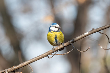 Blue tit (Cyanistes caeruleus or Parus caeruleus) Wildlife photo