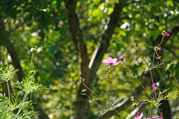 pink flower in evening light