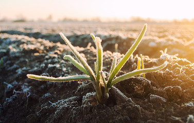Frozen green leaves of sprouted onion on a frosty day. Freezing crop, harvest death. Remnants of the past crop grow in the spring. Unpredictable weather and global destabilization of the climate.