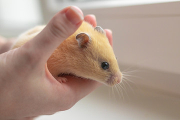 close-up. yellow hamster agility runs hand in hand. there is a tint. natural lighting