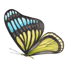 Butterfly pattern in yellow and blue colors