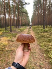 mushrooms in the forest 