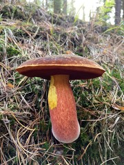 mushrooms in the forest 