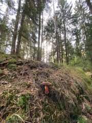 mushrooms in the forest 
