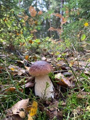 mushrooms in the forest 