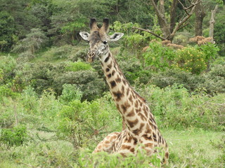 Obraz premium Giraffe