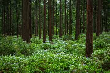 Fototapeta premium 林床に群生する小紫陽花