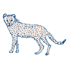 Cheetah baby vector illustration.Isolated sketch drawing of a wild leopard or jaguar in pantone classic blue and peach colors  on white background.