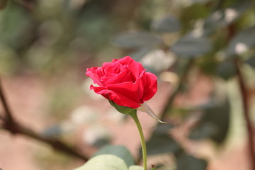 Beautiful red rose on the rose garden in spring in a garden