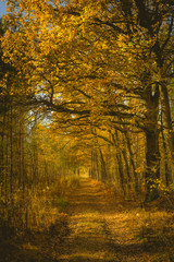 złota jesień w kampinoskim parku narodowym, droga leśna z suchymi żółtymi liśćmi