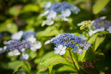 朝露が煌めく紫陽花