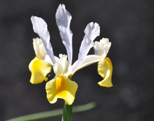 Naklejka na ściany i meble Iris im Garten