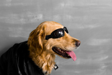 dog in sunglasses and leather coat