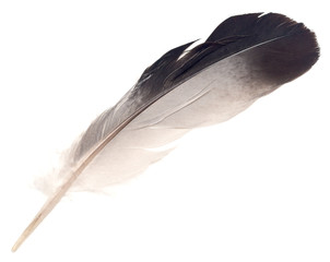 Feather on white